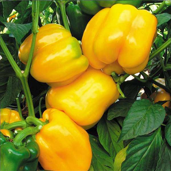 Capsicum Yellow Imported Vegetable Seeds